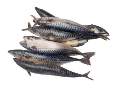 Titus (Mackerel)- 1 Kilo